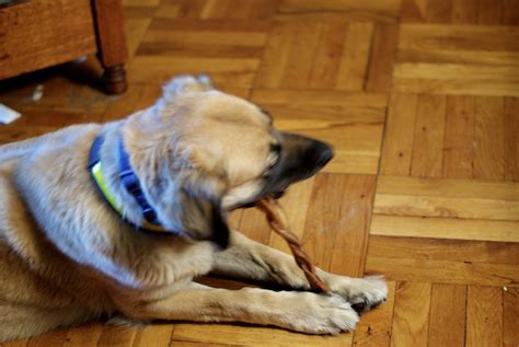 just swallows|What to Do If Your Dog Swallowed a Bully Stick: Expert Advice